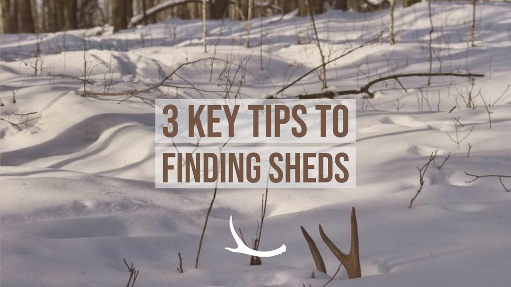 3 tips to find deer antler sheds 