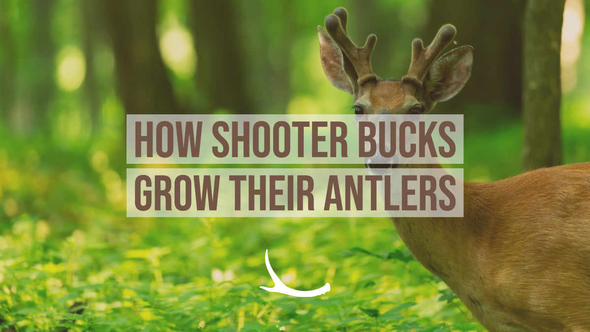 Whitetail buck antler growth cycle 