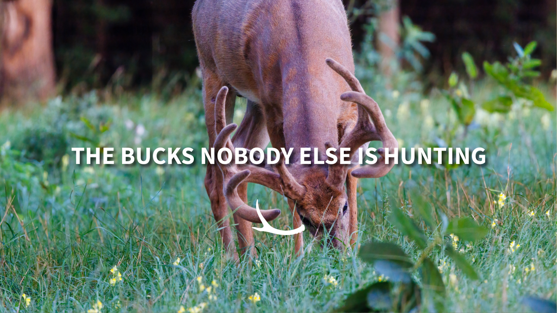 Whitetail deer in a drainage ditch — why small parcels and overlooked spots hold big bucks