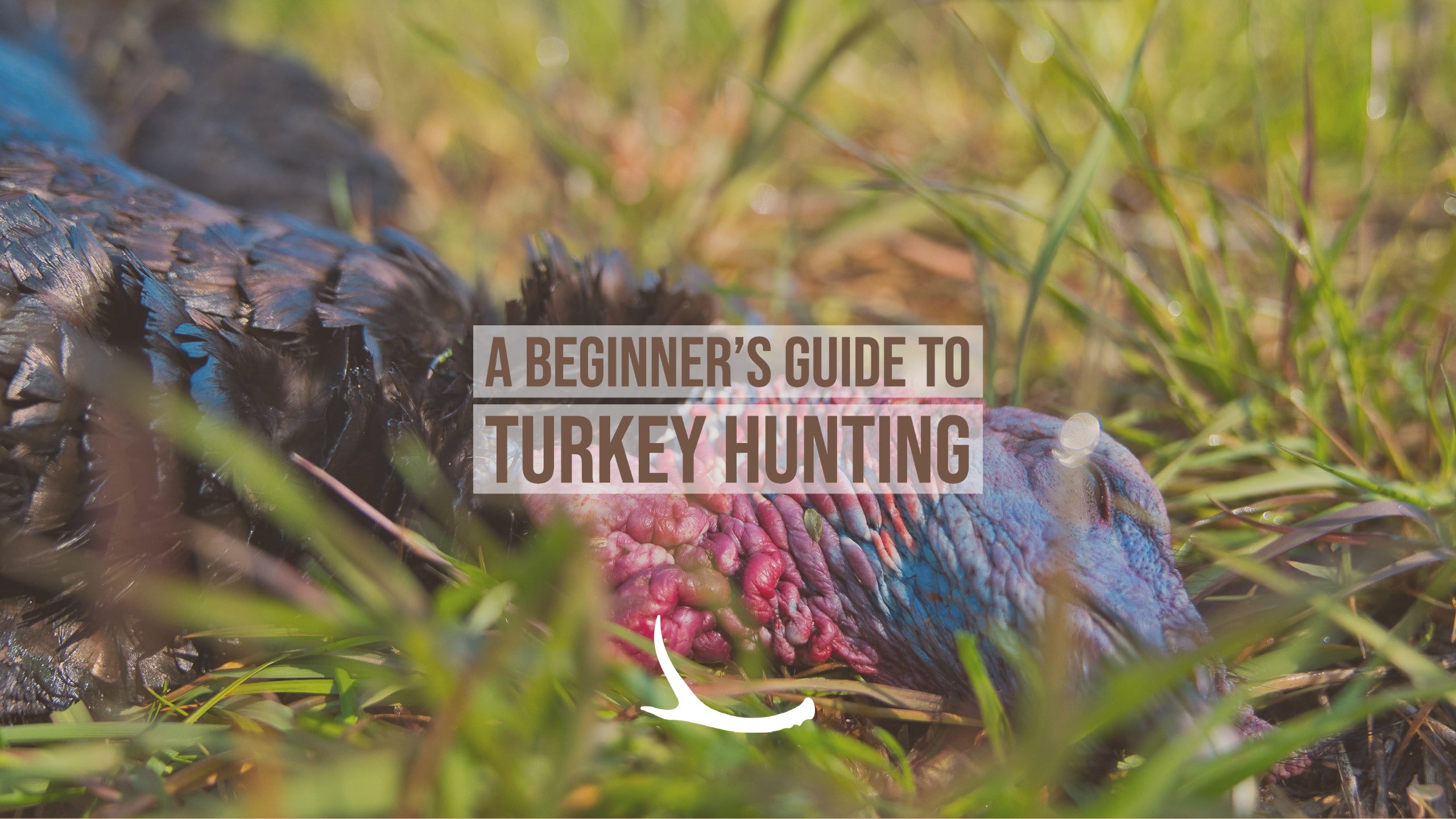 Beginner's guide to turkey hunting
