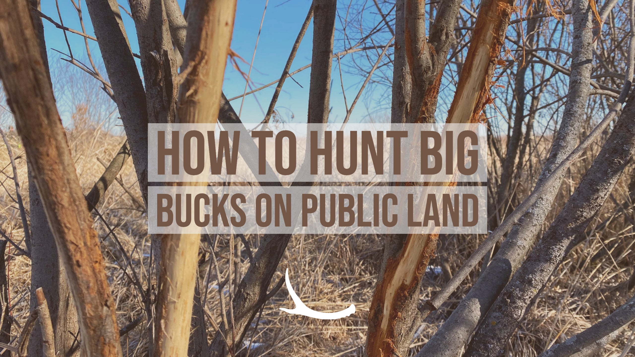 hunting big public land bucks