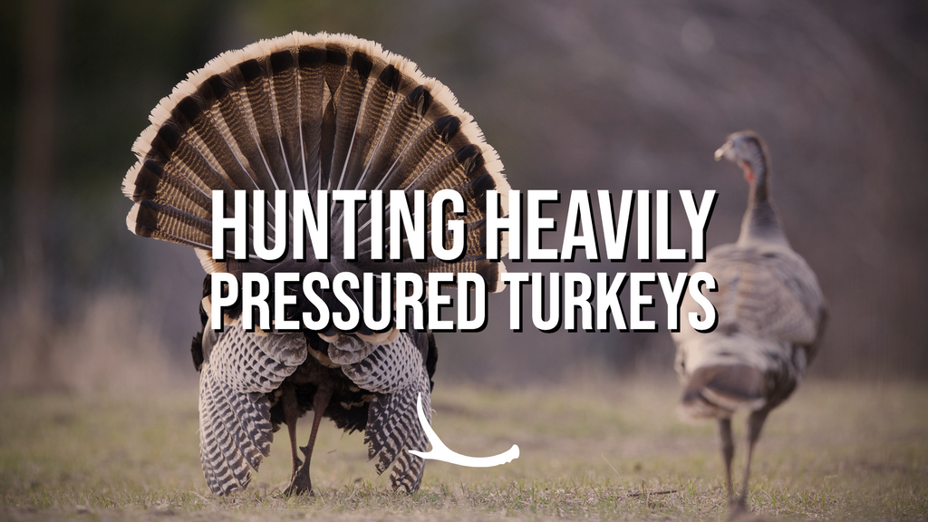 Hunting Pressured Turkeys 