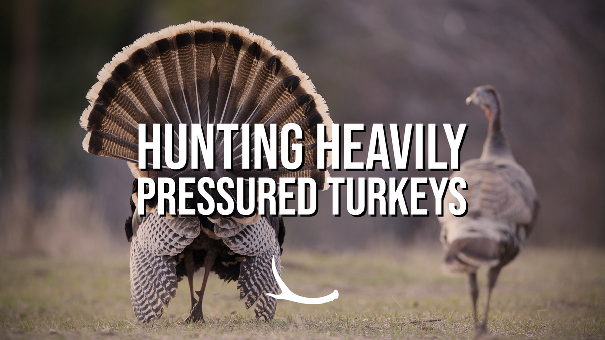 Hunting heavily pressured turkeys The Okayest Hunter