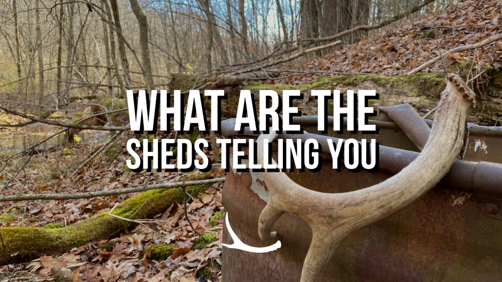 What can you learn from antlers during shed hunting?