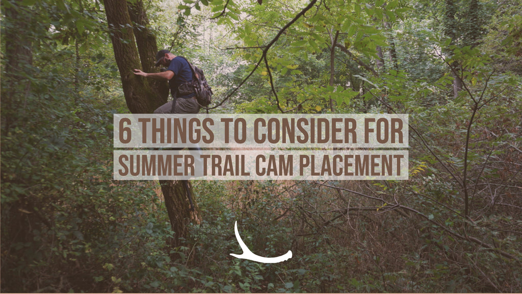 trailcam placement for summer whitetails