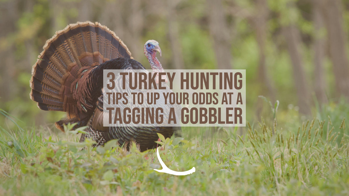 3 turkey hunting tips 