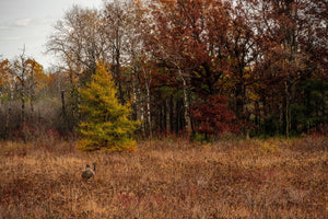 Okayest Hunter in the Deer Woods