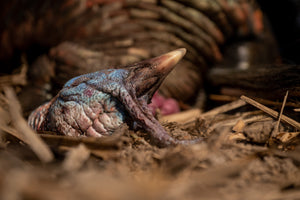 Turkey hunting okayest hunter 